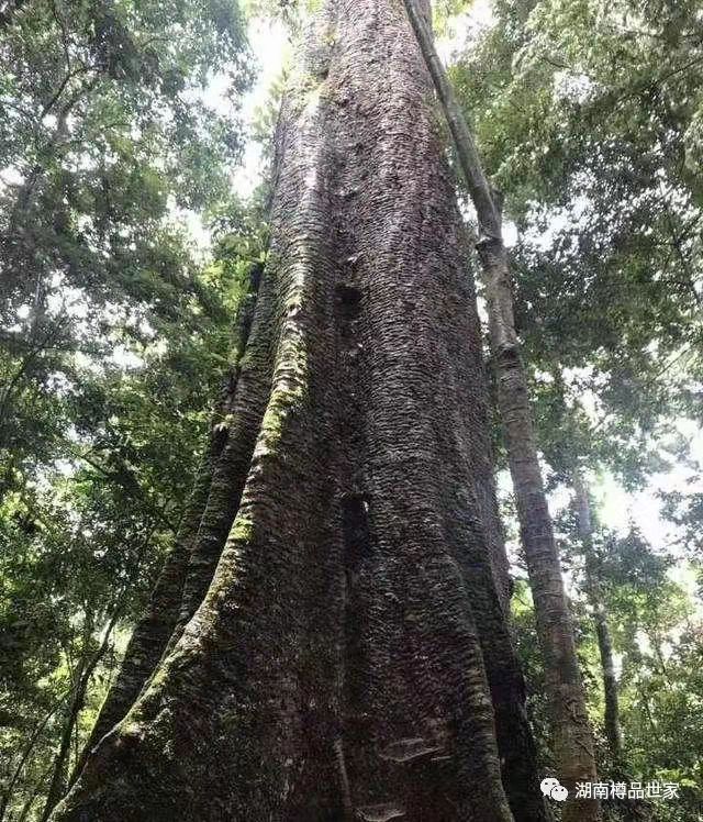 品味木頭里的歷史——花梨木